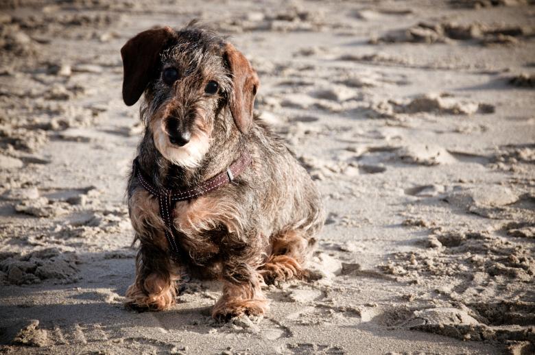 Free stock image of Wire-haired dachshund created by Luka
