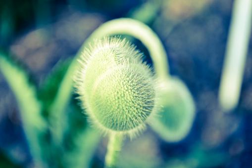 Green flower - Free Stock Photo