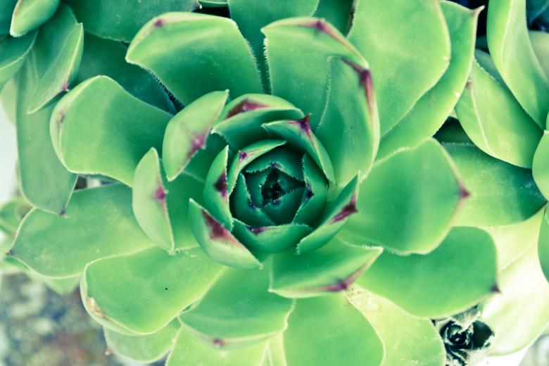 Free stock image of Green house flower created by Octavian