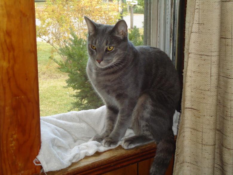 Free stock image of Cat in the Window created by Katharine Sparrow