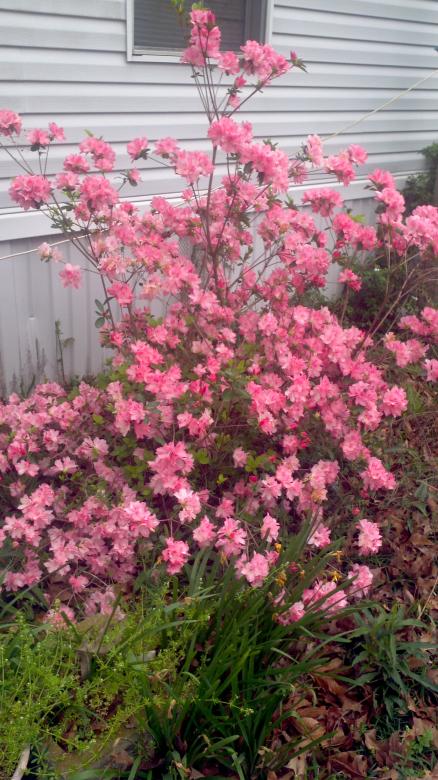 Free stock image of Pink Flowering Bush created by Katharine Sparrow