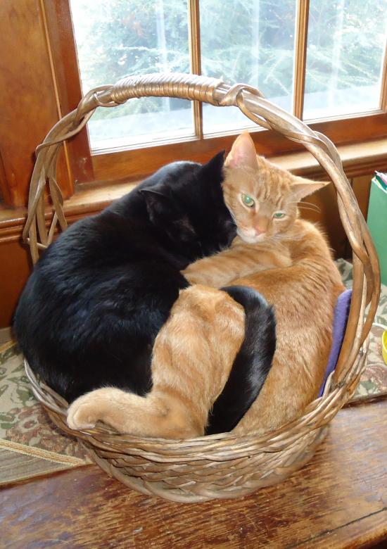 Free stock image of Two Cats in a Basket created by Katharine Sparrow