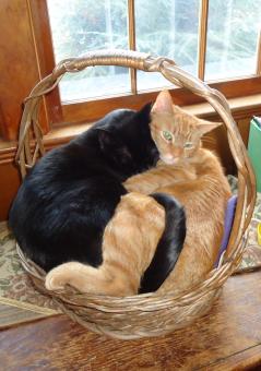 Two Cats in a Basket - Free Stock Photo