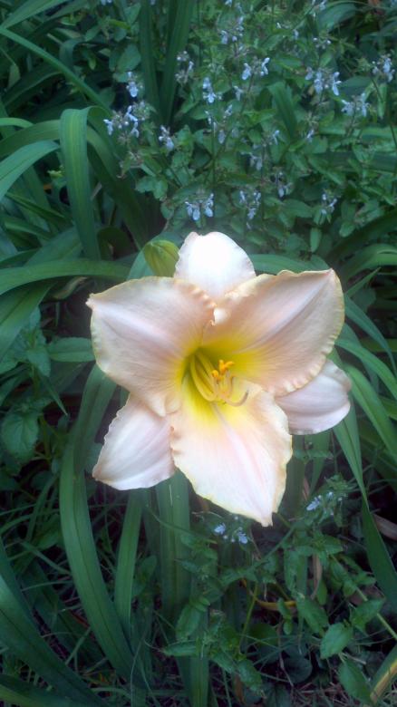 Free stock image of Pink yellow lily created by Katharine Sparrow