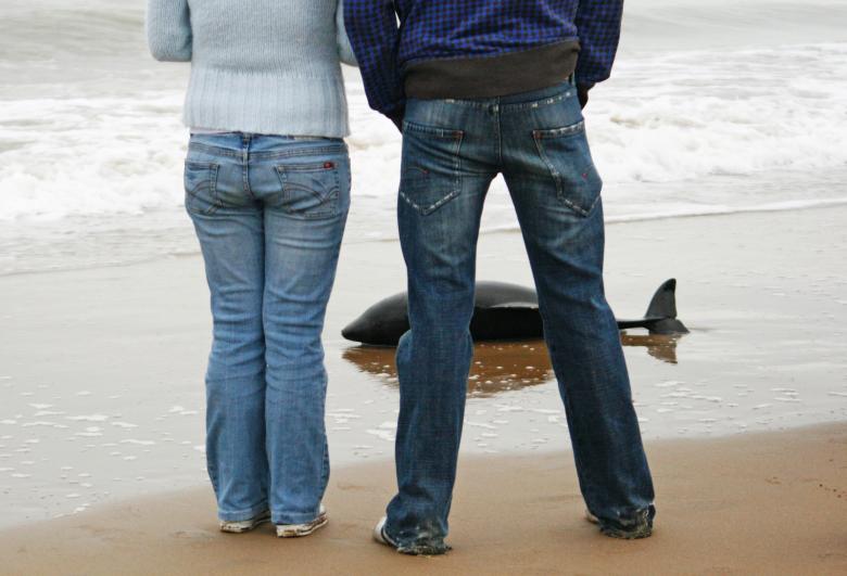 Free stock image of Dolphin washed up on shore created by Luka