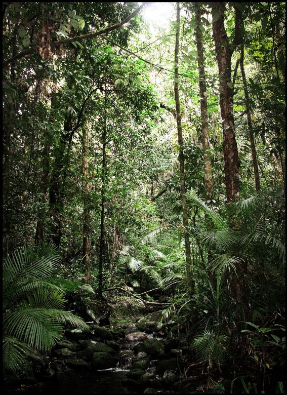 Free stock image of Tropical jungle created by Luka