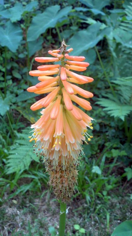 Free stock image of Feathered  Flower created by Katharine Sparrow