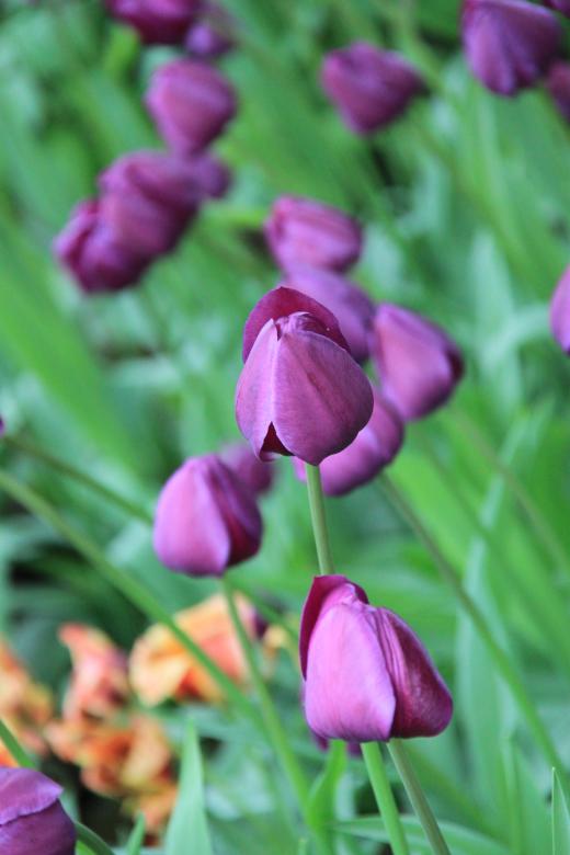Free stock image of Purple Tulips created by Donka Kosturska-Nikolova