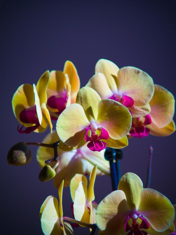 Free stock image of Orchids created by Alen
