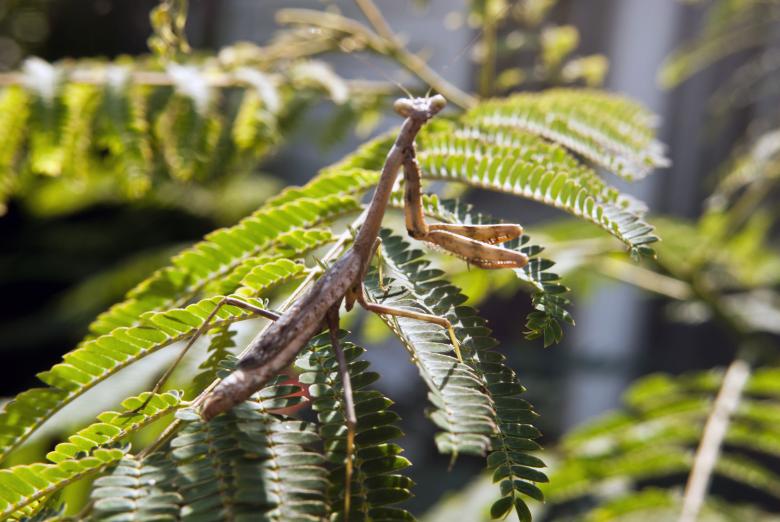 Free stock image of Praying Mantis created by Vince Johnson