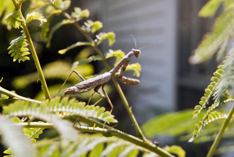 Free stock image of Praying Mantis created by Vince Johnson
