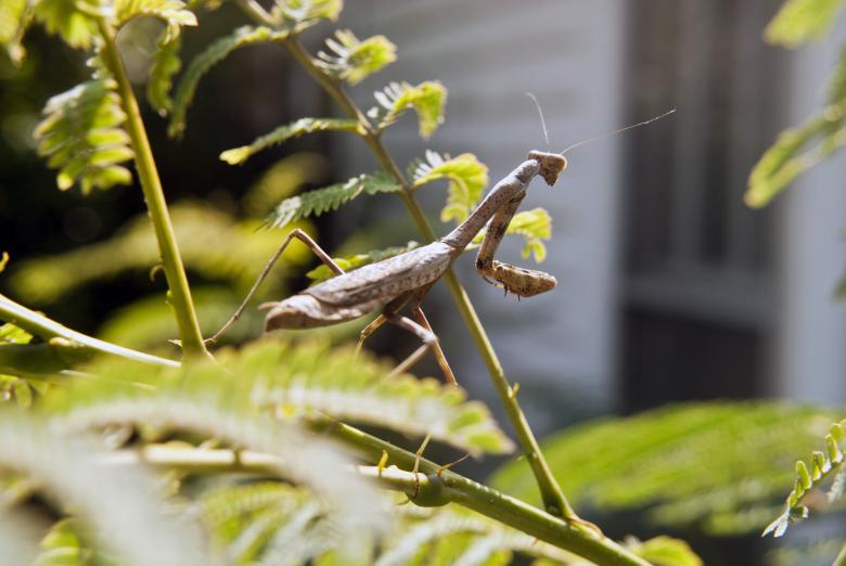 Free stock image of Praying Mantis in tree created by Vince Johnson