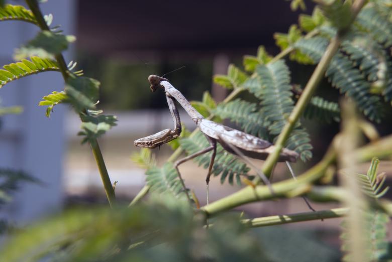 Free stock image of Praying Mantis Picture created by Vince Johnson