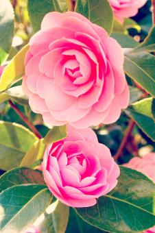 Fresh Flowers - Free Stock Photo