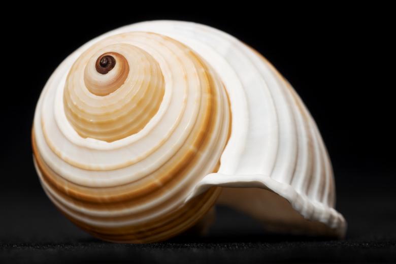 Free stock image of Seashell  created by 2happy