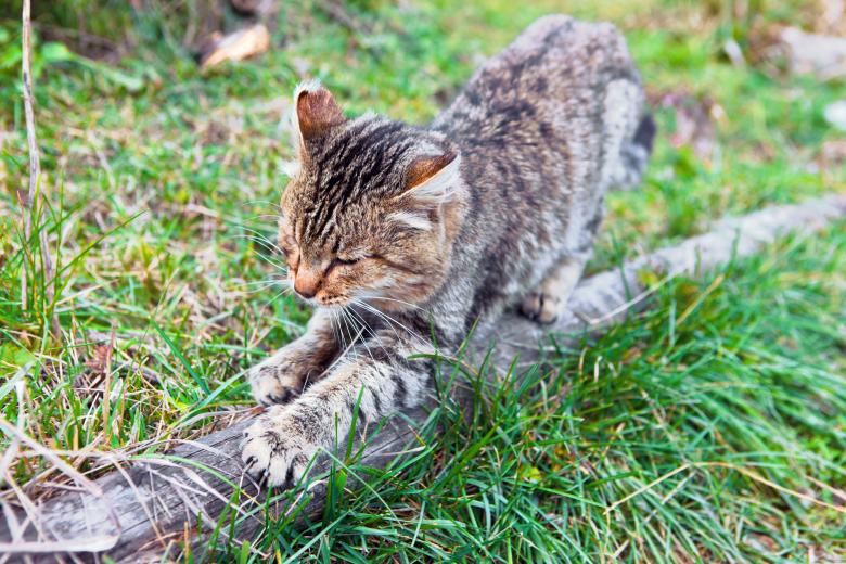 Free stock image of cat created by 2happy