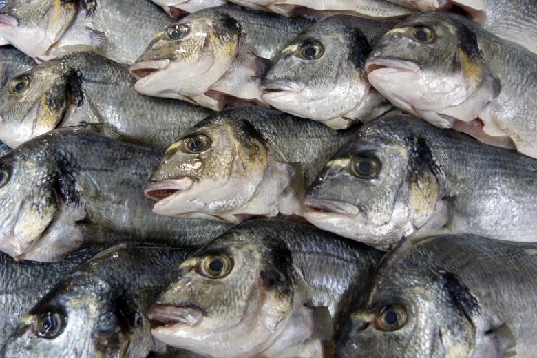Free stock image of fresh fish created by Vladimir Ovcharov