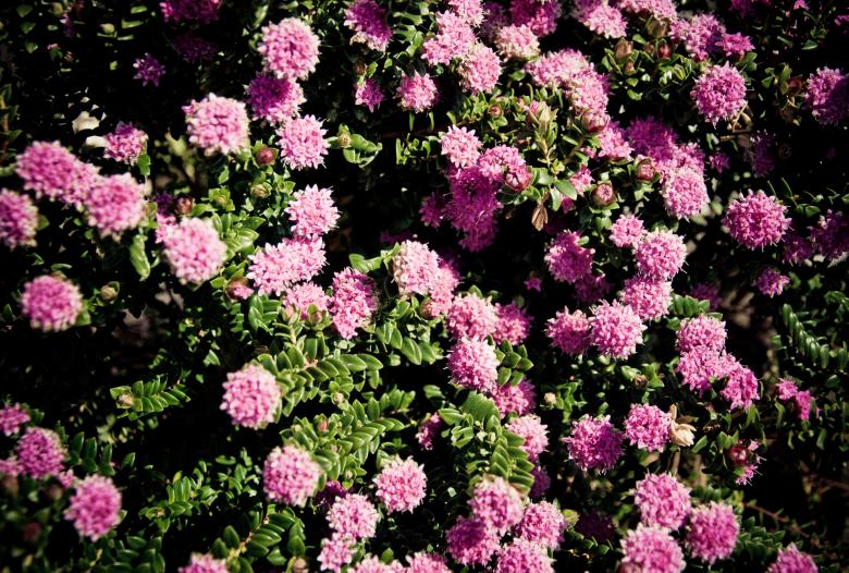 Free stock image of pink flowers created by Luka