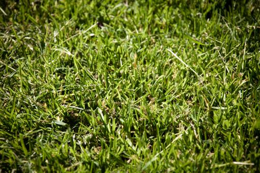 Free Stock Photo of Green grass texture