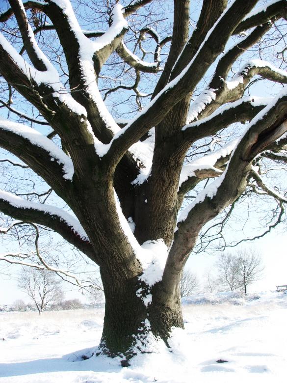 Free stock image of tree with snow in winter created by Luka