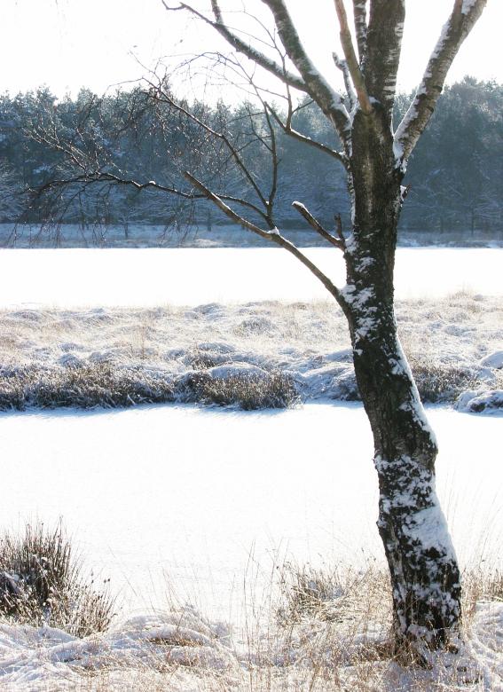 Free stock image of winter lake with snow created by Luka