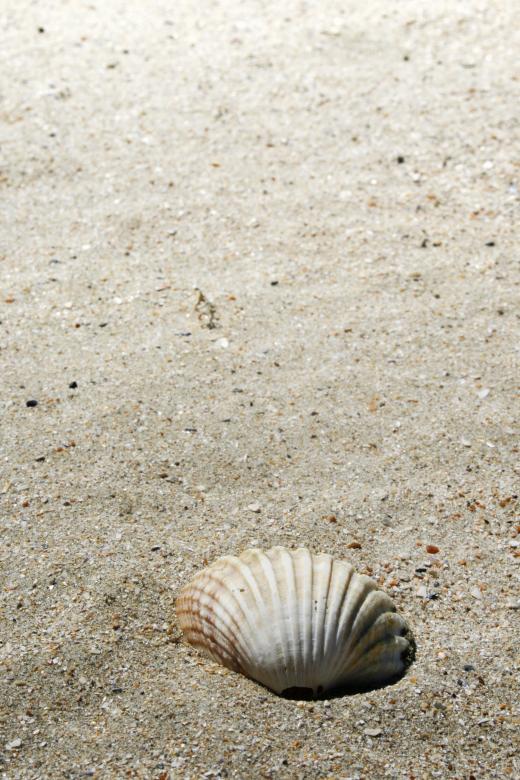 Free stock image of shell on beach created by Luka