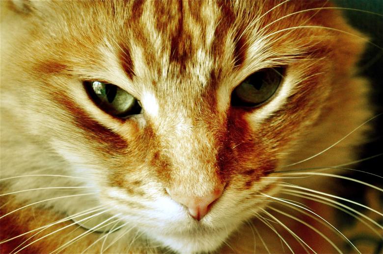 Free stock image of Cat closeup created by Chelsea Julianne Brown