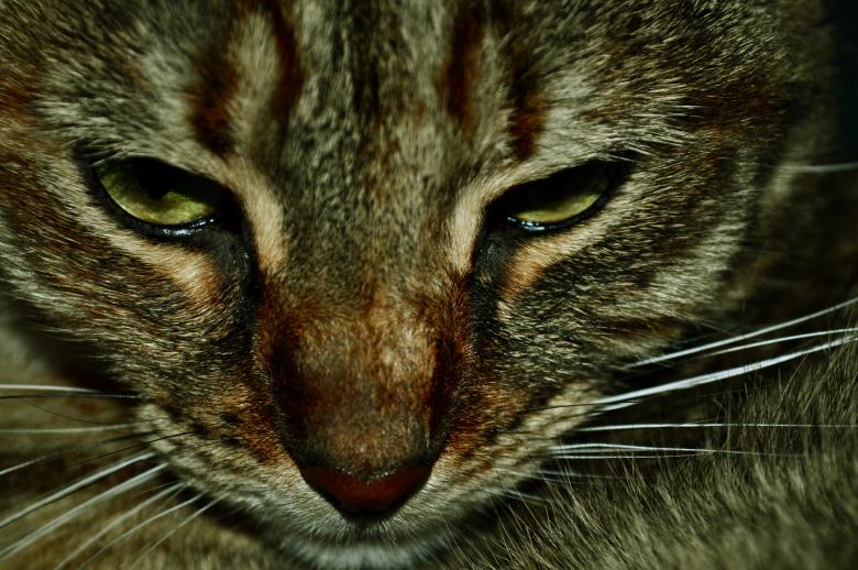 Free stock image of Cat closeup created by Chelsea Julianne Brown