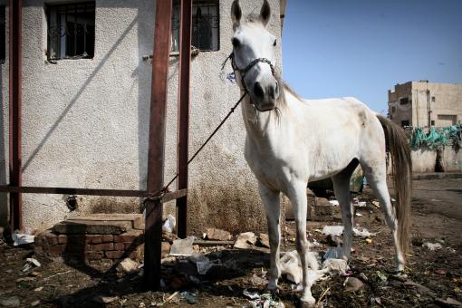 Horse kept by trash - Free Stock Photo