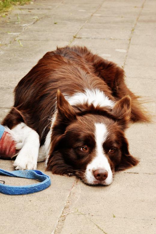 Free stock image of Border collie dog created by Luka