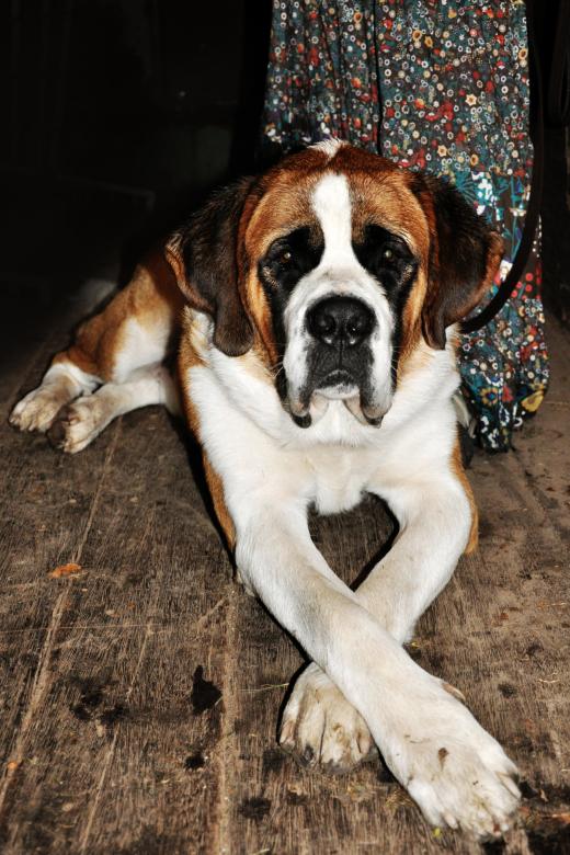 Free stock image of Saint bernard dog created by Luka