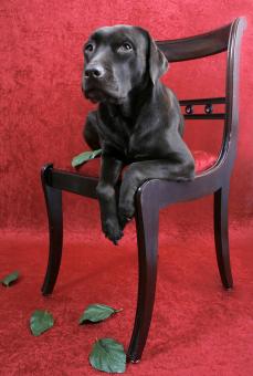 Labrador dog on chair - Free Stock Photo