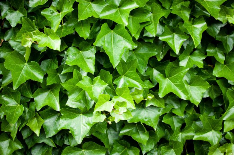Free stock image of Green leaves texture created by Luka