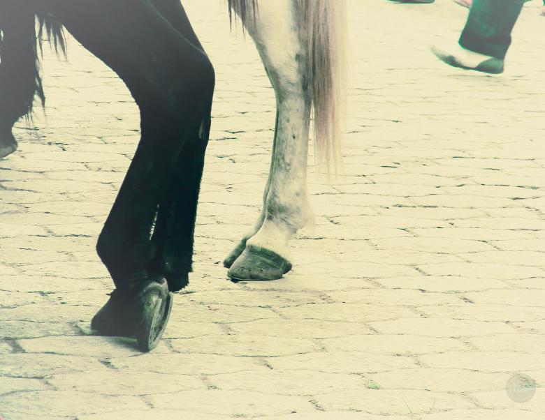 Free stock image of Caballos created by Matias Espinosa Botero