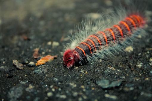 Insect - Free Stock Photo