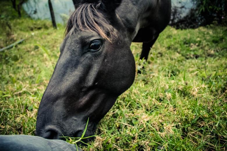 Free stock image of Horse created by Matias Espinosa Botero
