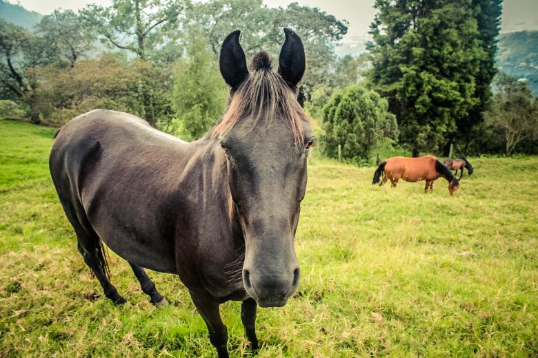 Free stock image of Horses created by Matias Espinosa Botero