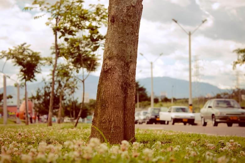 Free stock image of Tree created by Matias Espinosa Botero