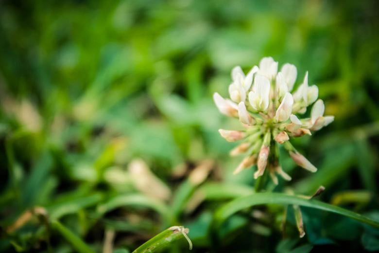 Free stock image of Flower created by Matias Espinosa Botero