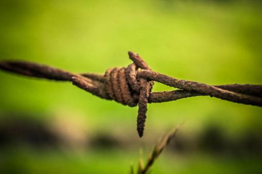 Barb Wire - Free Stock Photo