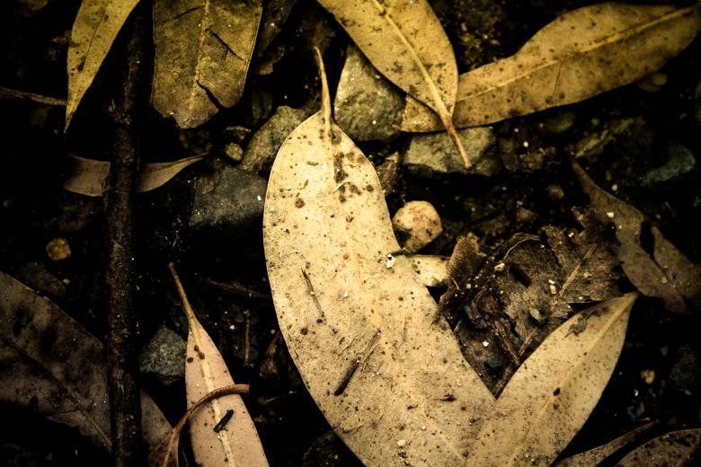 Free stock image of Leaves created by Matias Espinosa Botero