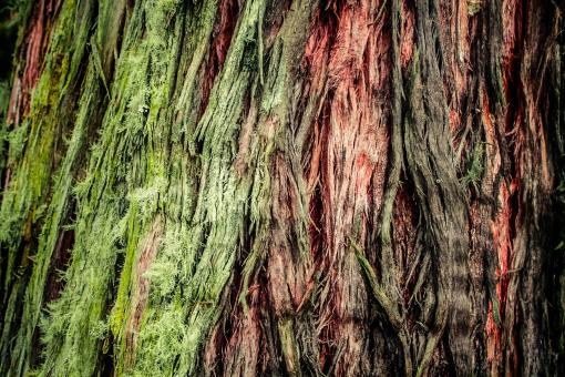 Tree Texture - Free Stock Photo