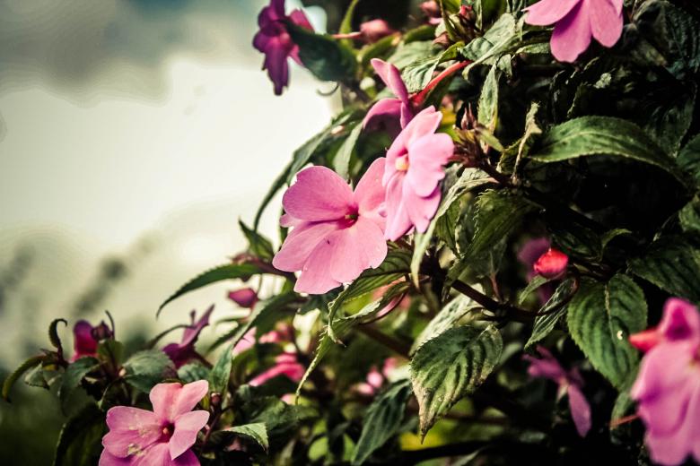 Free stock image of Pink Flowers created by Matias Espinosa Botero