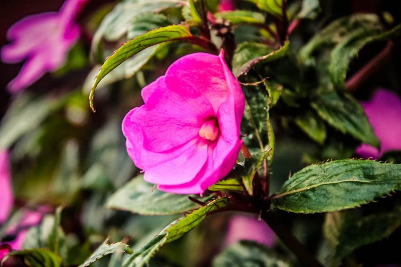 Free stock image of Pink Flowers created by Matias Espinosa Botero