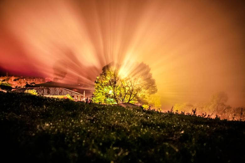 Free stock image of Magic Tree created by Matias Espinosa Botero