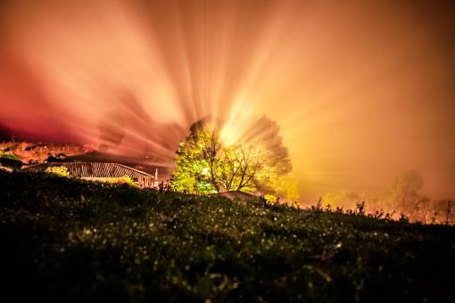 Magic Tree - Free Stock Photo