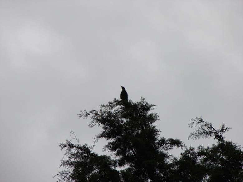 Free stock image of Bird in a tree created by Estuardo Tercero