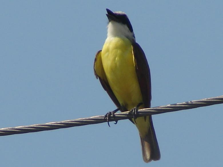 Free stock image of Morning bird created by Estuardo Tercero
