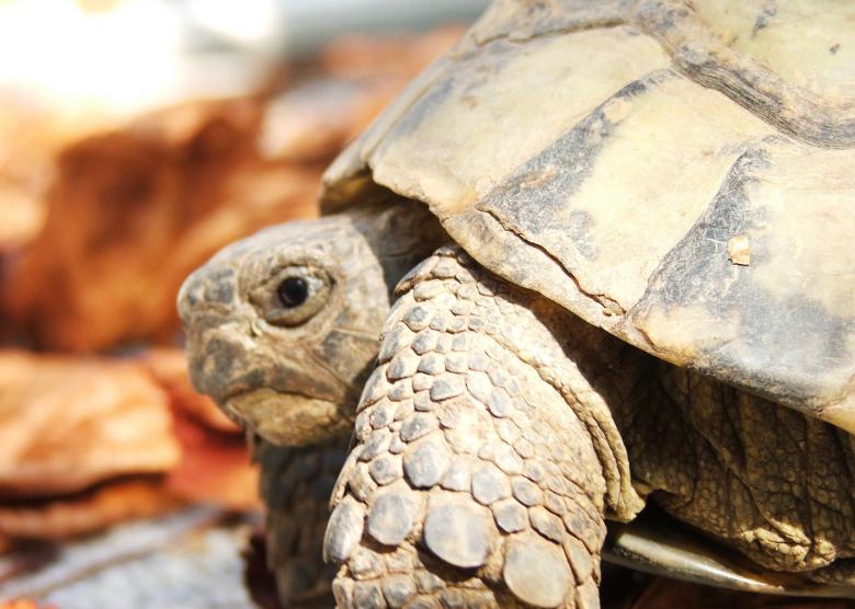Free stock image of Turtle created by Luka