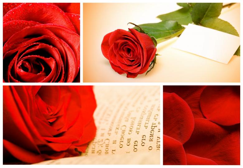 Free stock image of Red Roses Collage created by 2happy
